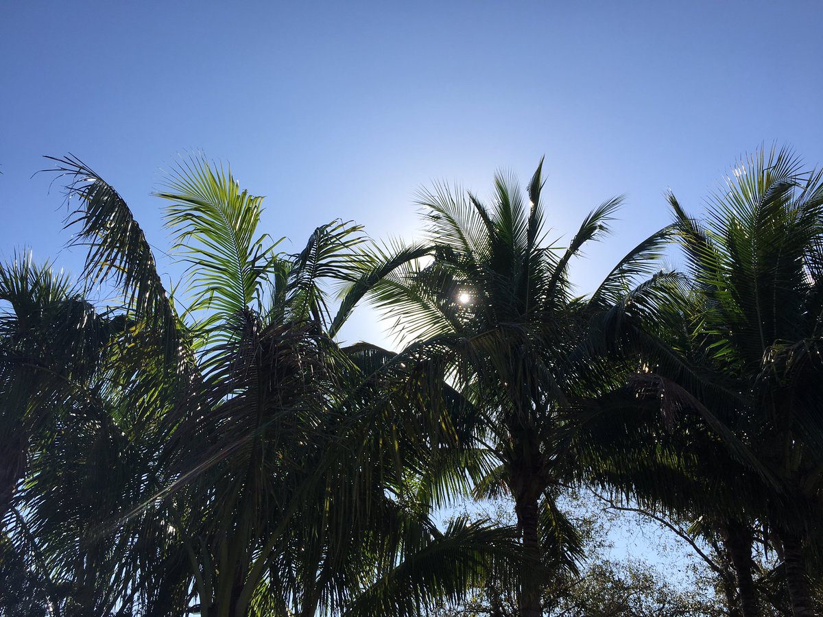 Spread Positivity #PalmTreeGang