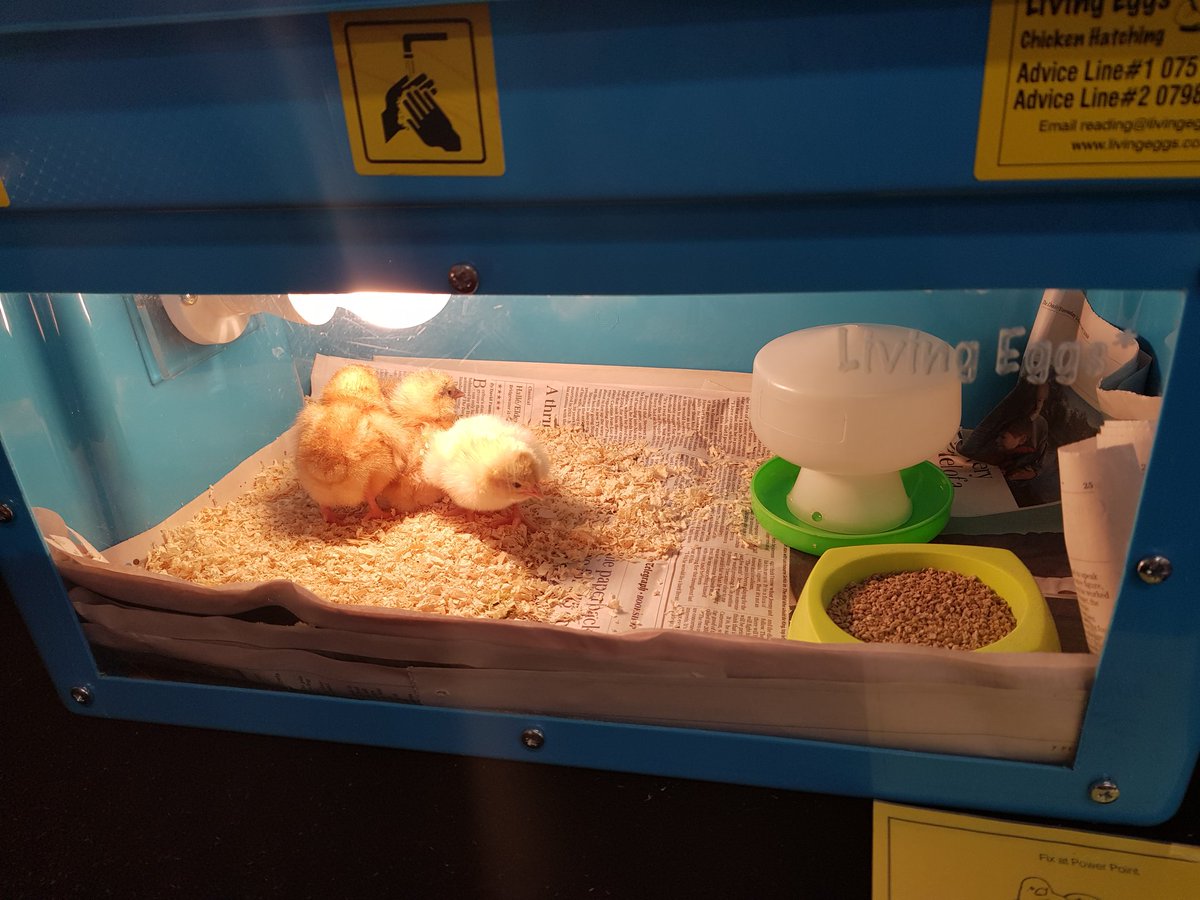 We have 8 chicks that have successfully hatched in RI, 4 have been moved to their new pen to stretch their legs! 🐥 #growthandchange @DanesfieldSchl