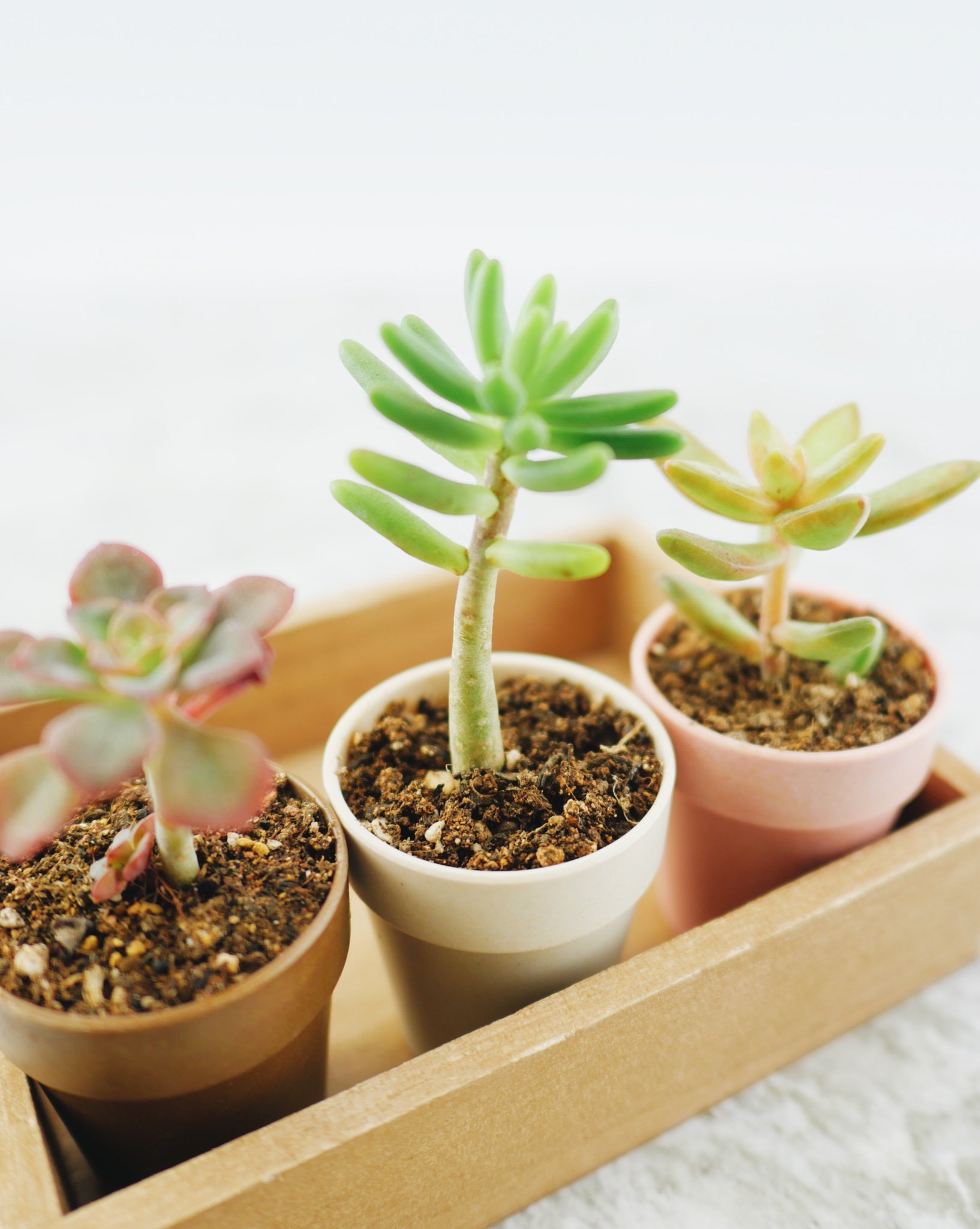 100円均一 ワッツ Watts ビンテージテイストの素敵なフラワーポット グリーンやお花を植えて 春を感じよう フラワーポット各種 100 Tax 店舗により取扱 在庫が無い場合があります ワッツ Watts ワッツ新商品 ワッツ購入品 100円均一 ワッツ Watts ビンテージテイストの素敵なフラワーポット グリーンやお花を植えて 春を感じよう フラワーポット各種 100 Tax 店舗により取扱 在庫が無い場合があります ワッツ Watts ワッツ新商品 ワッツ購入品