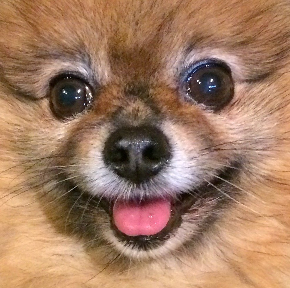 miasampietro's tweet photo. @ArgusComps The pawtrait I drew of Foxy my #rescue #pomeranian from @Raystede @RaystedeCEO and some photos of the wee fella!  #adopt #raystede https://t.co/m7JRfbVs7Q  Foxy is 10 years old now I adopted him 5 years ago https://t.co/ZOutePw6et