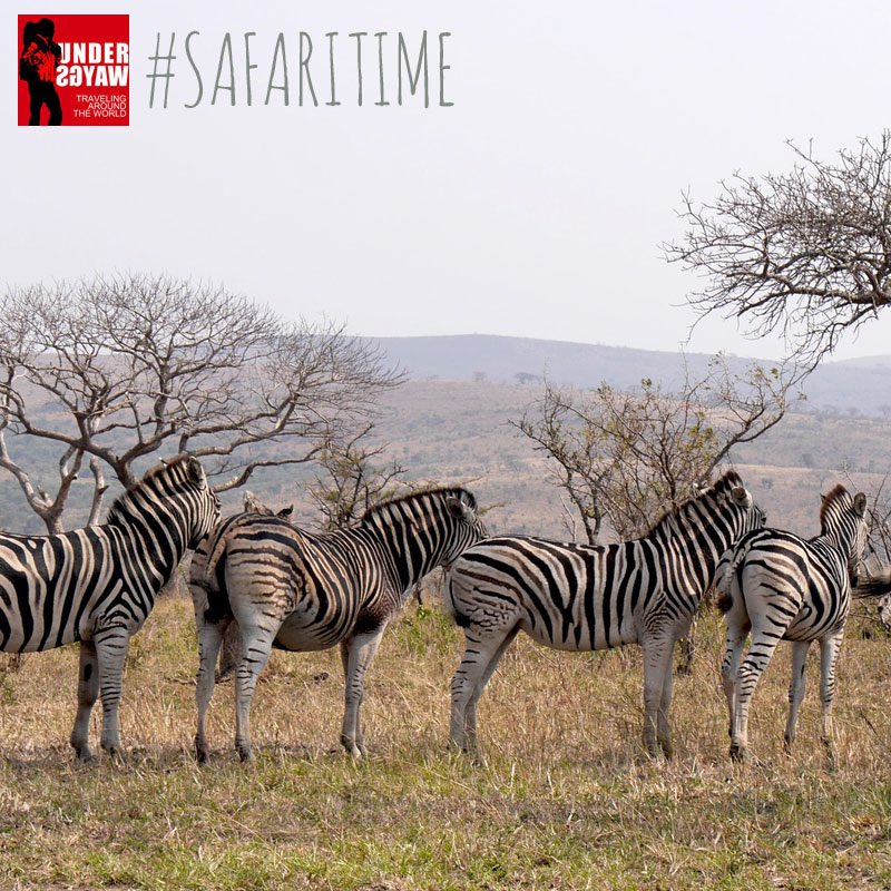 UNDERWAYGS's tweet photo. #fernweh #travel #fotografie #backpacker #traveling #capetown #südafrika #southafrica #zebra #zebras #addo #addonationalpark https://t.co/LFDsmZbavF