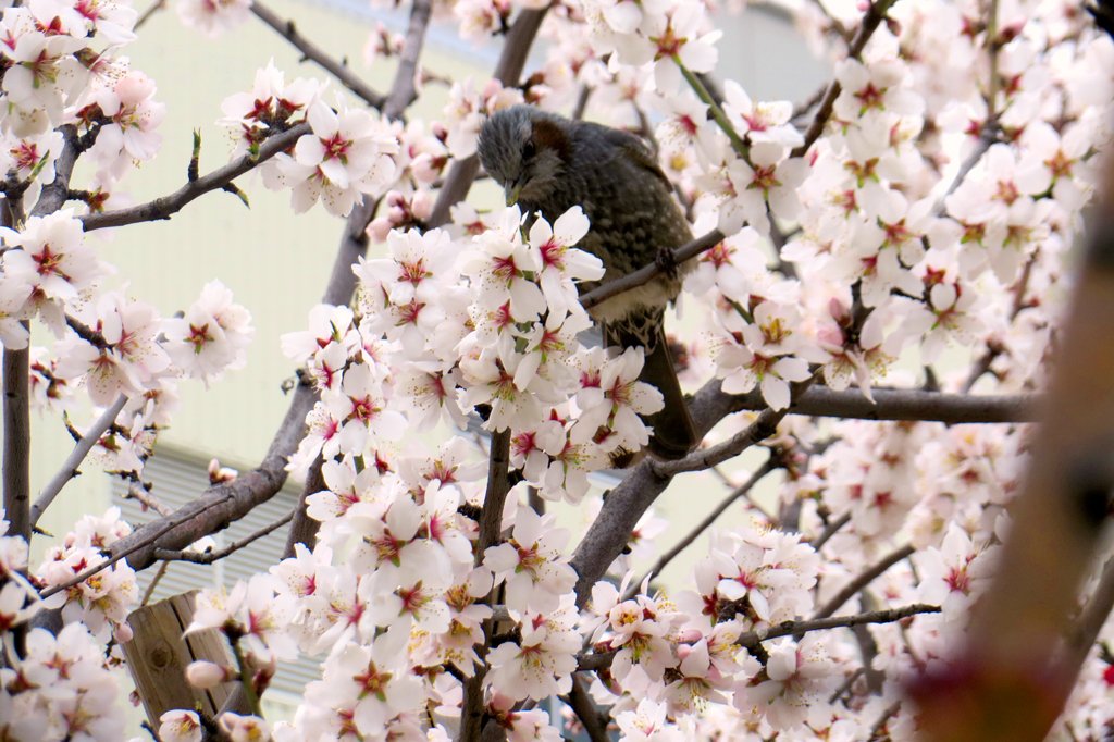 咲かそうアーモンド Twitter Search Twitter