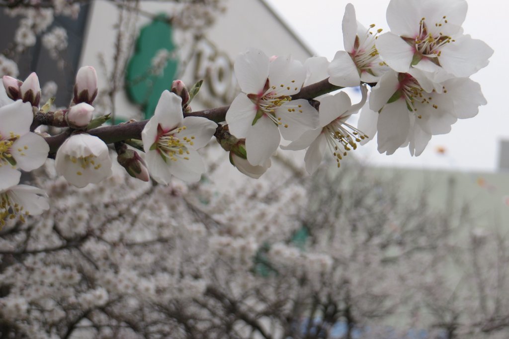 咲かそうアーモンド Twitter Search Twitter