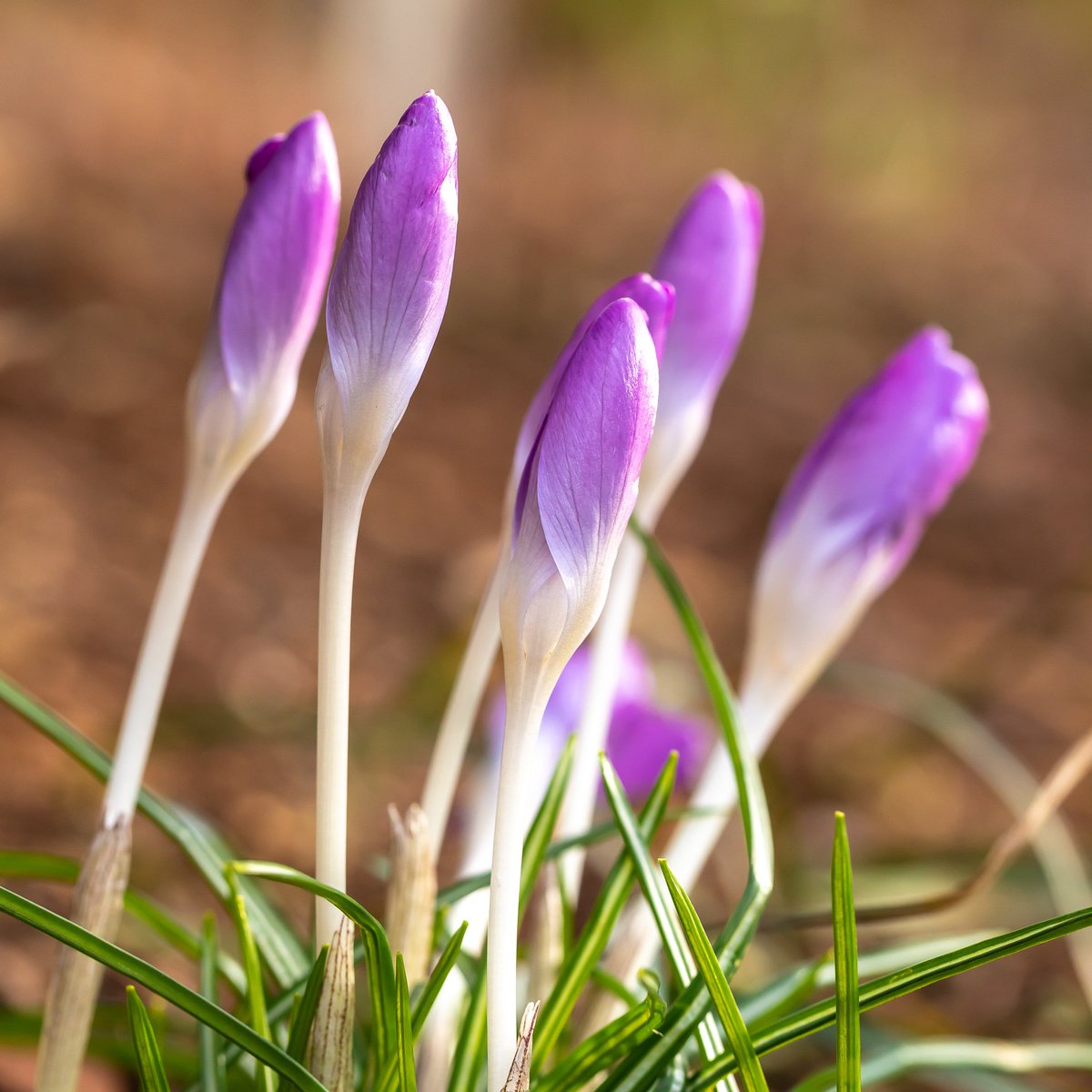 lewisginter's tweet photo. @8NEWS We are. But Looks what's already here! #NotEvenSpringYet #SpringNotSpring https://t.co/RDojj8mB5V