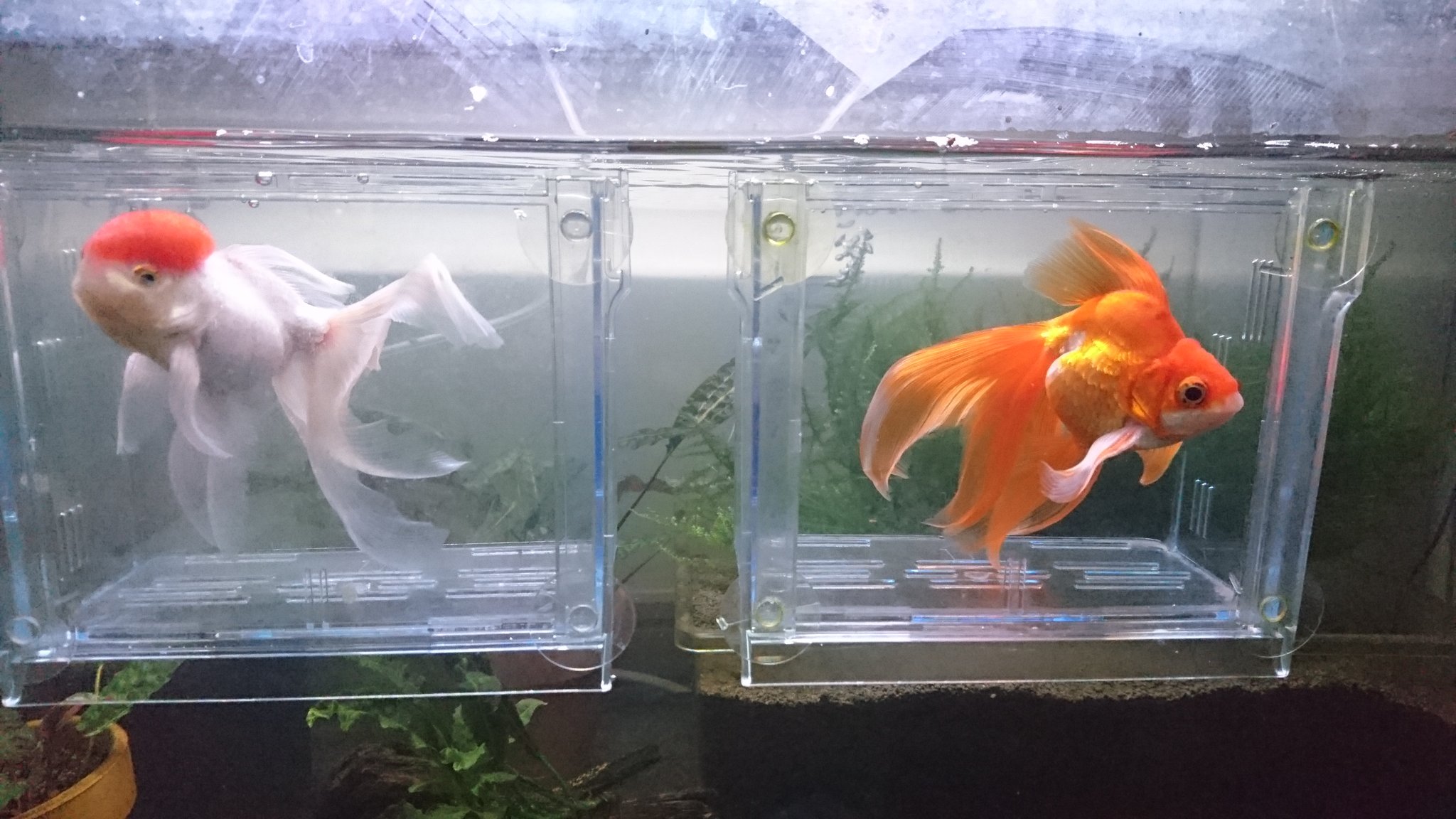 えび庵 先日エビの水槽１本立ち上げてます 金魚にしっかりとエサを食べてもらいましょう レッドビーシュリンプ 金魚 画像 水槽の立ち上げ 水作り T Co Epxa8xwpth Twitter
