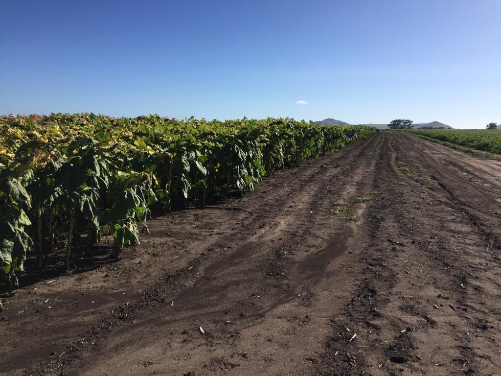 Recorrida #Sunflower en el#INTA Balcarce (Bs. As.) junto a #Limagrain #Campo