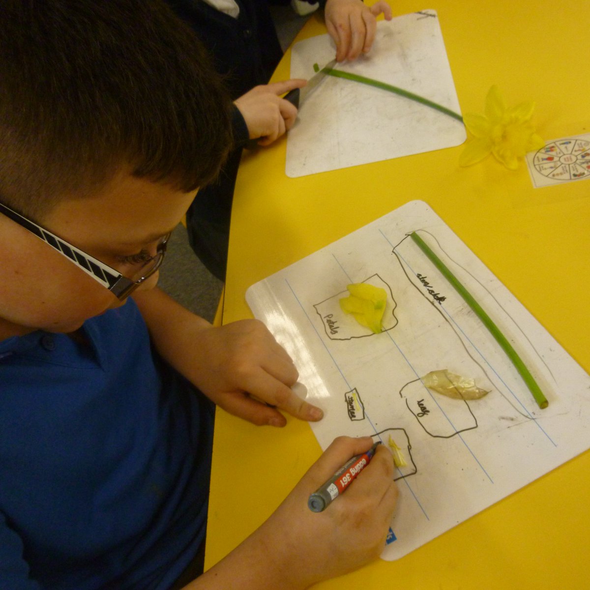 OWPSarmadillos's tweet photo. Armadillos had an amazing experience this afternoon dissecting plants #bringsciencetolife #explorify https://t.co/uF3jx0Dxfs