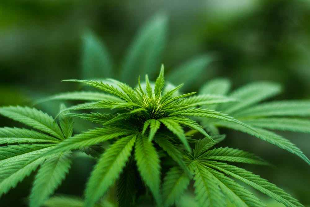 TheLawMother's tweet photo. Despite CBD oil dispensaries popping up like magic mushrooms across Texas, the oil remains a controlled substance and possession of it could land you in jail. #CarPoolLineLaw https://t.co/ipcwIxVBfU https://t.co/MK1oJiI06y