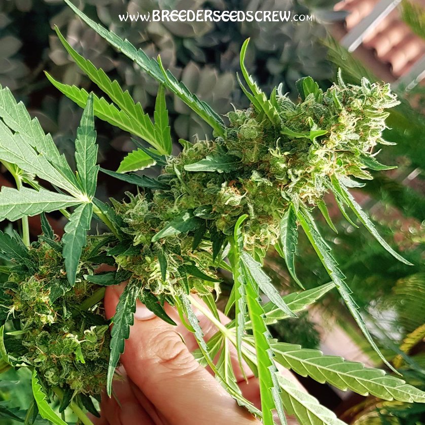 Breeder Seeds Crew tweet media