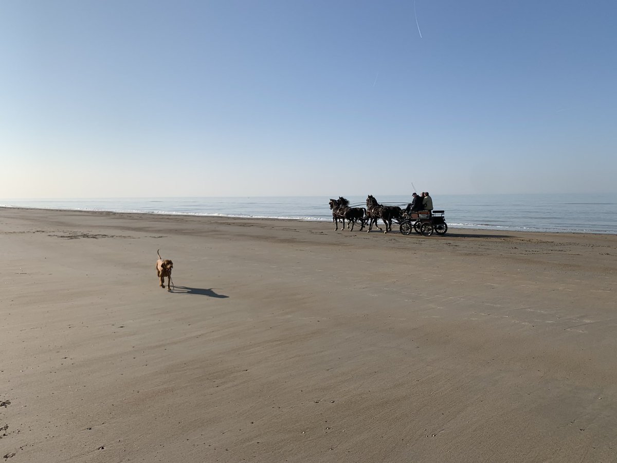 And the sun tempted the horses and carriages to the beach, too. Beautiful!