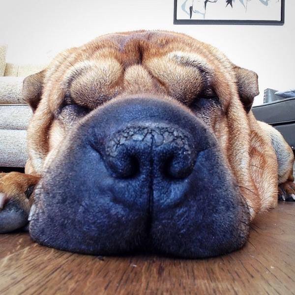 millyzombie's tweet photo. A thread of Ronnie, the love of my life. 05/04/06 - 28/02/19. This thread will probably continue forever, I never stopped taking photos of my beautiful baby boy. Enjoy, bask in the blessing that was Ronnie Dag 🐶❤️ https://t.co/ZY81ElaH75