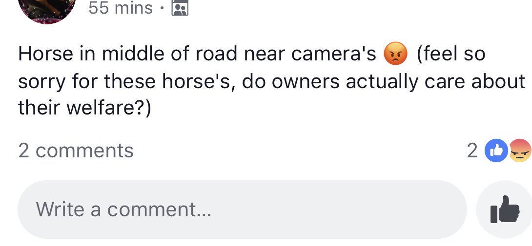 Come on @syptweet @BarnsleyCouncil this is beyond a joke now . 2 days ago yet another one of these horses hit by a car. @ChronOnline @rescuenags @WE_HTHW2015