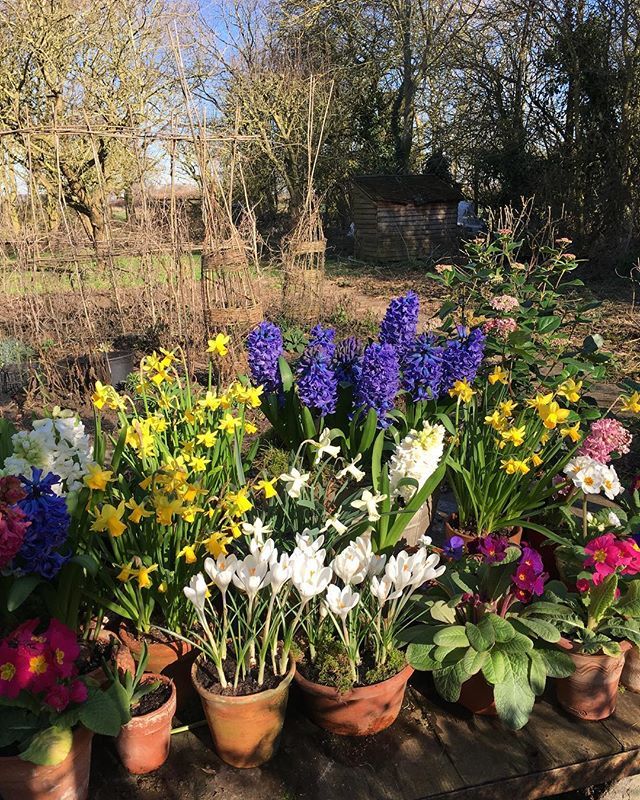 kgimson's tweet photo. How my garden looks at the end of the month #eomv #bramblegarden #linkinbio #gardening  #instagram https://t.co/123dwtqh4J https://t.co/QN2BaII5Qn