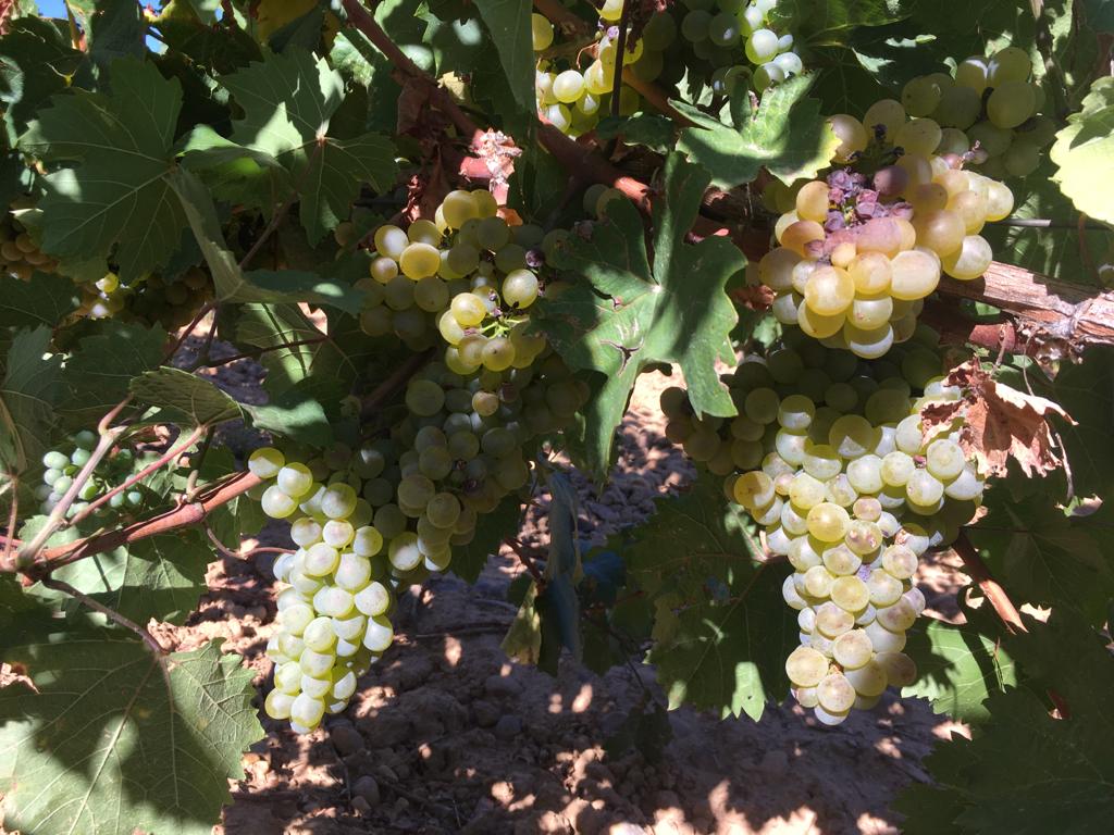 AlbantoVinos's tweet photo. La variedad albarín conjuga aromas herbáceos, florales, afrutados y frescos con la calidez y elegancia de sus notas de frutas como el melocotón o el albaricoque.
#vino #wine #winelover https://t.co/f8GGtEIK0P