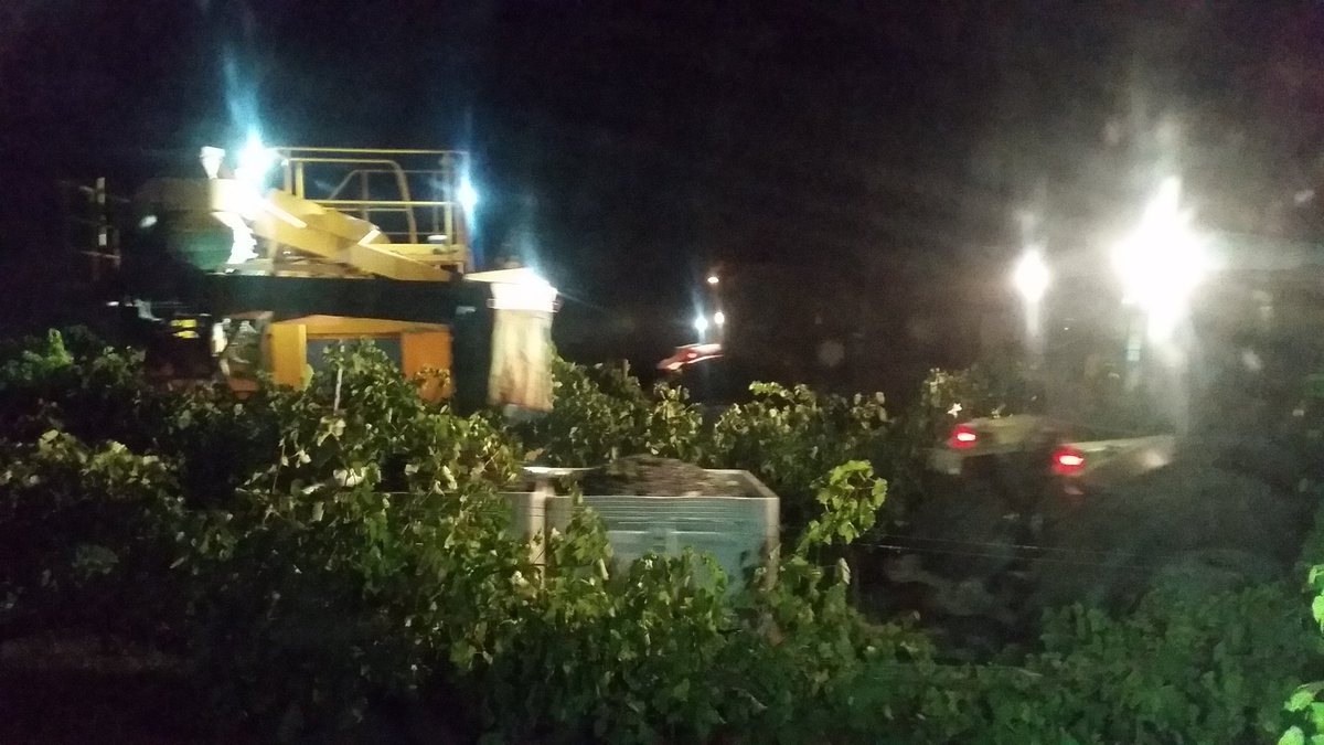 ResearchAgro72's tweet photo. Picking a few Shiraz tonight at Ballinaclash #chaserbindriver https://t.co/TjEjU1lTG8