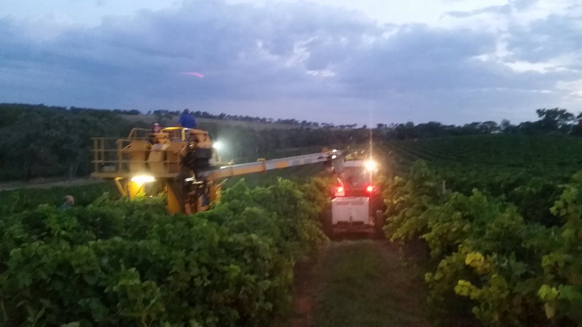 ResearchAgro72's tweet photo. Picking a few Shiraz tonight at Ballinaclash #chaserbindriver https://t.co/TjEjU1lTG8