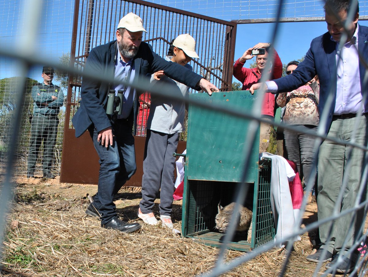 EL lince ibérico regresa a Cabañeros 50 años después de que se extinguiera de este emblemático espacio natural castillalamancha.es/actualidad/not…