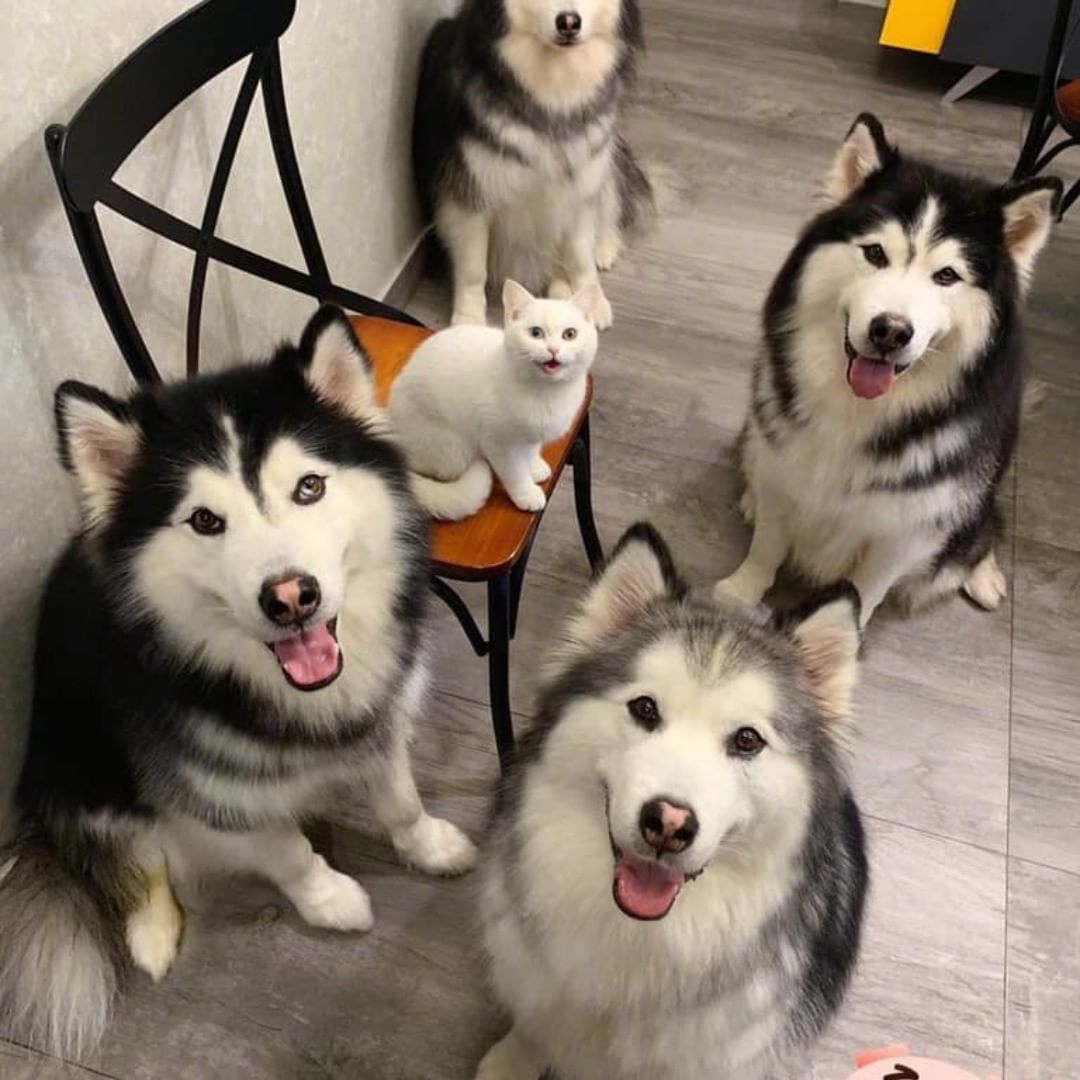 Merhaba canlar 🐱🐶🐱🐶