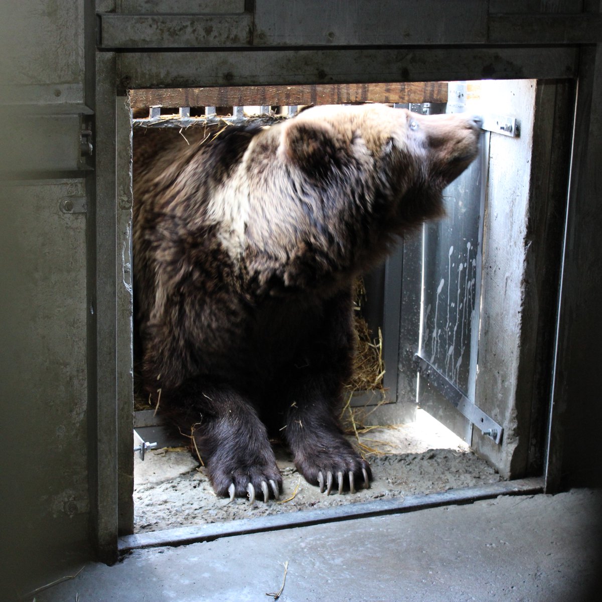 fourpawsint's tweet photo. After being on the road for over 1.000km the former baiting bear Laska finally arrived at our BEAR SANCTUARY Domazhyr this morning.🐻🌳We're happy to see how well she is doing! Nevertheless after her horrific past Laska will need continuous treatment! https://t.co/VitMjNBZBL https://t.co/Ddrx1XqJHF