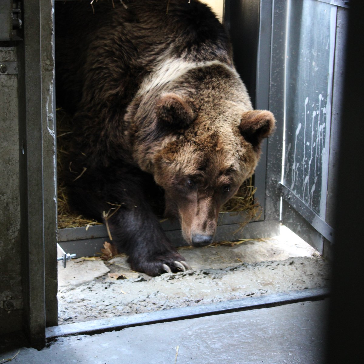 fourpawsint's tweet photo. After being on the road for over 1.000km the former baiting bear Laska finally arrived at our BEAR SANCTUARY Domazhyr this morning.🐻🌳We're happy to see how well she is doing! Nevertheless after her horrific past Laska will need continuous treatment! https://t.co/VitMjNBZBL https://t.co/Ddrx1XqJHF