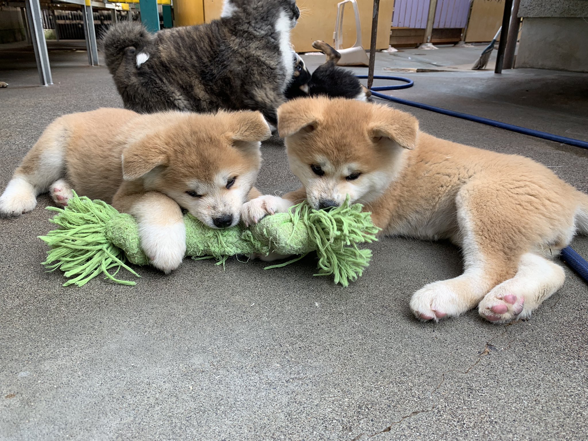 ひーちゃん Sur Twitter たくさんの子犬たちで毎日とっても賑やか 秋田犬 秋田犬ブリーダー 豆柴 豆柴ブリーダー 子犬販売 飼い主様募集中 鹿児島 薩摩日登美犬舎 T Co Rbtifwh5tn Twitter ひーちゃん Sur Twitter たくさんの子犬たちで毎日とっても賑やか 秋田犬 秋田犬ブリーダー 豆柴 豆柴ブリーダー 子犬販売 飼い主様募集中 鹿児島 薩摩日登美犬舎 T Co Rbtifwh5tn Twitter