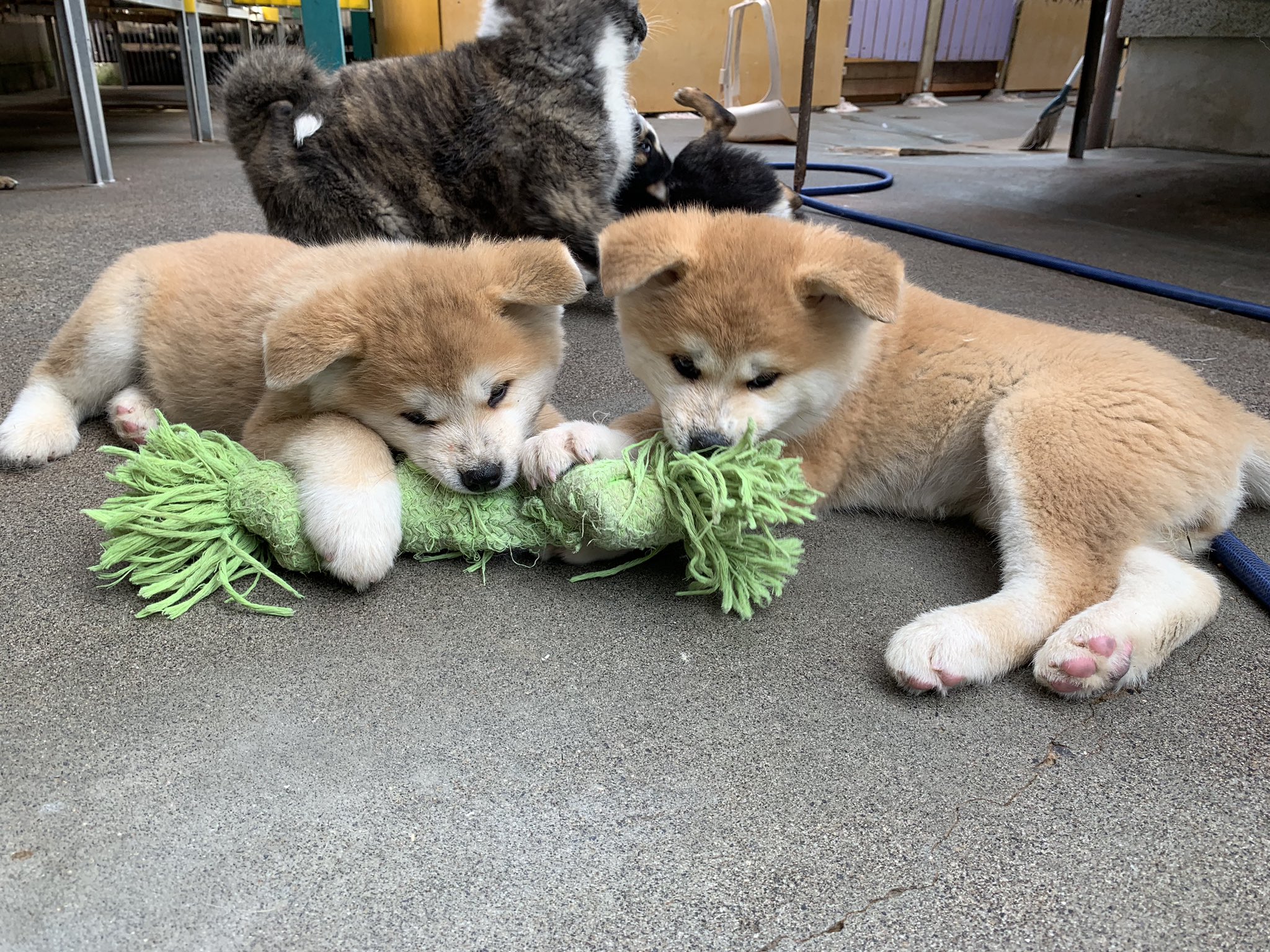 ひーちゃん たくさんの子犬たちで毎日とっても賑やか 秋田犬 秋田犬ブリーダー 豆柴 豆柴ブリーダー 子犬販売 飼い主様募集中 鹿児島 薩摩日登美犬舎 T Co Rbtifwh5tn Twitter