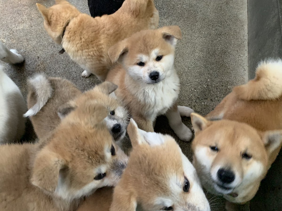 ひーちゃん Sur Twitter たくさんの子犬たちで毎日とっても賑やか 秋田犬 秋田犬ブリーダー 豆柴 豆柴ブリーダー 子犬販売 飼い主様募集中 鹿児島 薩摩日登美犬舎 ひーちゃん Sur Twitter たくさんの子犬たちで毎日とっても賑やか 秋田犬 秋田犬ブリーダー 豆柴 豆柴ブリーダー 子犬販売 飼い主様募集中 鹿児島 薩摩日登美犬舎