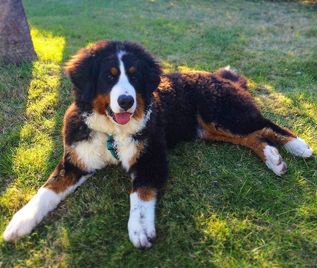 #tb to a smaller me who did not just dig 😇
.
.
#babybernese #tbt #puppytimes #puppys #puppylove🐶 #puppyfun #totallyinnocent #throwbacks #throwbackthursdayy #bernersennenhund #bernesemountaindoglovers #bernerlovers #bernesemountaindog #worldofberners … ift.tt/2Tmf6nh