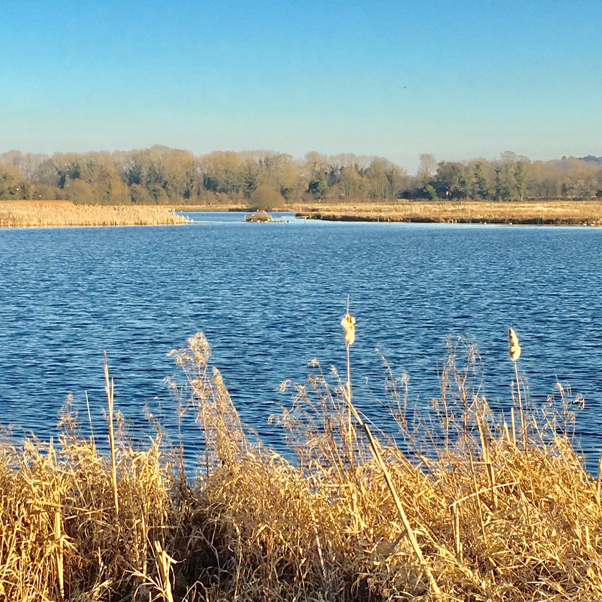 Enjoy the peaceful scene at Staveley Nature Reserve nr Knaresborough and observe the wildlife and signs of spring! <a href="/YorksWildlife/">Yorkshire Wildlife Trust - follow us on Bluesky 🦋</a> @KnaresboroughPi  <a href="/KnaresbroCastle/">Knaresborough Castle</a> <a href="/knaresboroughct/">Knaresborough Chamber</a>