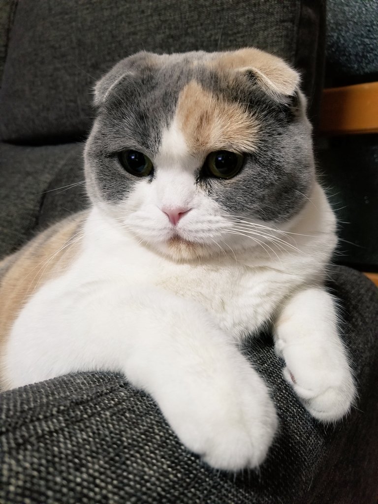 una1535's tweet photo. モフモフのお友達 https://t.co/PHckbSg5mT
