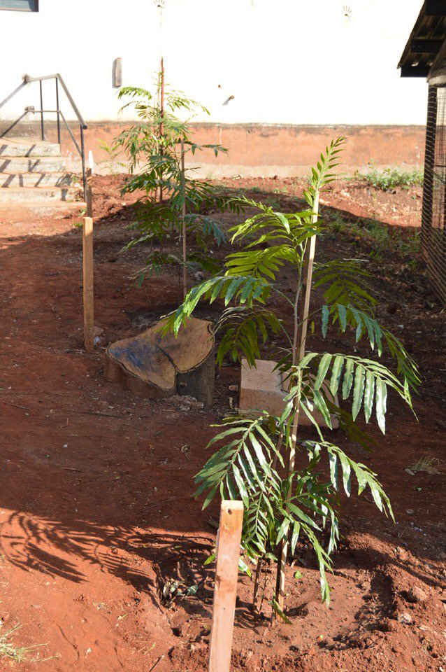 GreenBeltMovmnt's tweet photo. 3/3 The school has taken up an initiative of planting 15 trees as a replacement. We thank the management and community of Premier Academy Nairobi for the honor bestowed to Prof. Maathai through this simple yet noble act. In her words, it's the little things that make a difference https://t.co/BMJpC82gZ0