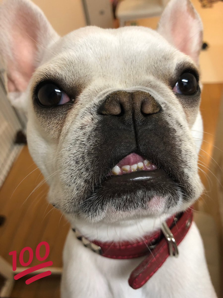 pethotelhana's tweet photo. あいちゃん。。。😂😂

ジワる。。。😂😂

至って真面目な顔ですが〜〜😂😂

#フレブル #あいちゃん #男の子
#無表情 https://t.co/TKCt7sktJP