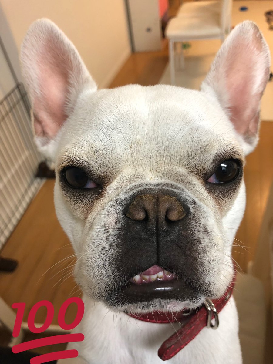 pethotelhana's tweet photo. あいちゃん。。。😂😂

ジワる。。。😂😂

至って真面目な顔ですが〜〜😂😂

#フレブル #あいちゃん #男の子
#無表情 https://t.co/TKCt7sktJP