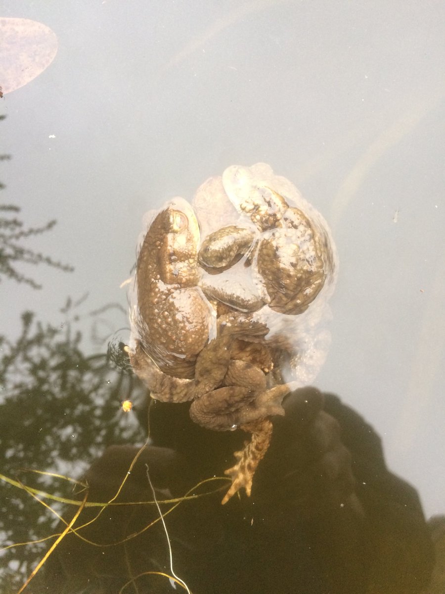 helendemuth's tweet photo. They’re back in my pond! Can’t imagine what’s going on! https://t.co/daqK9VG7L7