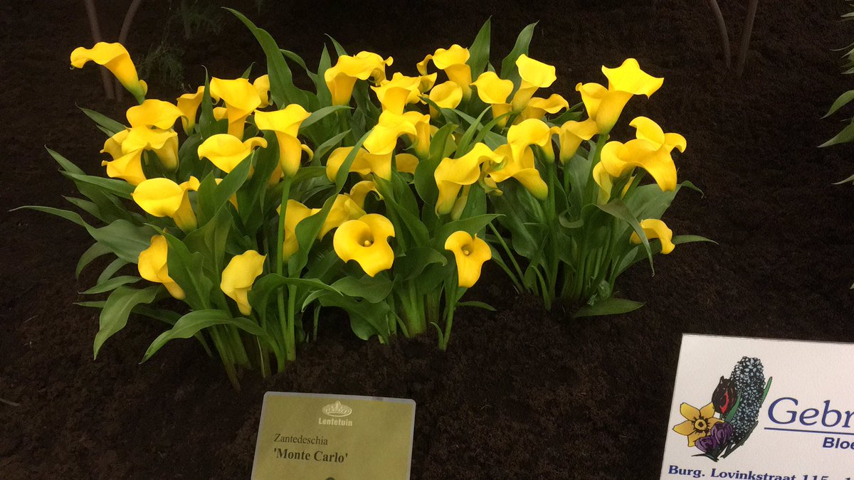 ruudberbee's tweet photo. 2e prijs Monte Carlo #potcalla @vierdelente combinatie Gebr. Berbee/van Lierop @matthevanlierop https://t.co/XAvuS6yuls