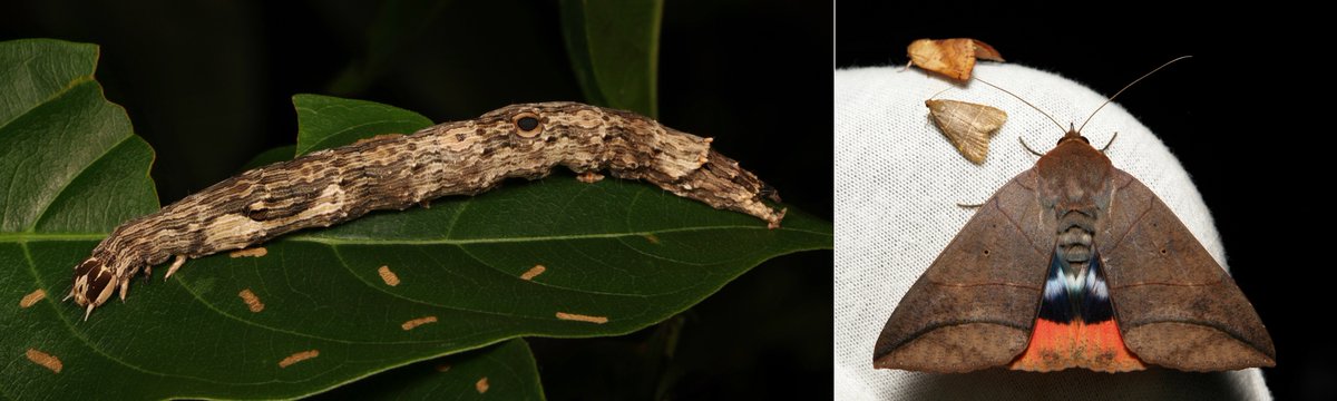   #METAMORPHOSIS - Fruit-piercing   #Moth (Thyas juno, Erebinae, Erebidae) https://flic.kr/p/2dFZK1L... href=