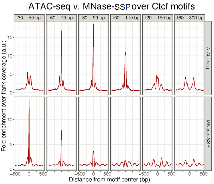 Comparison of ATAC-Seq and MNase-SSP Fragments Found at Predicted Transcription Factor Binding Sites. Size-fractionated line plots showing enrichment of fragment midpoints for varying sizes of sequenced DNA fragments over predicted Ctcf binding sites for ATAC-seq and MNase-SSP (library ML). While both assays footprint Ctcf, fragment-size patterning varies
substantially between assays.