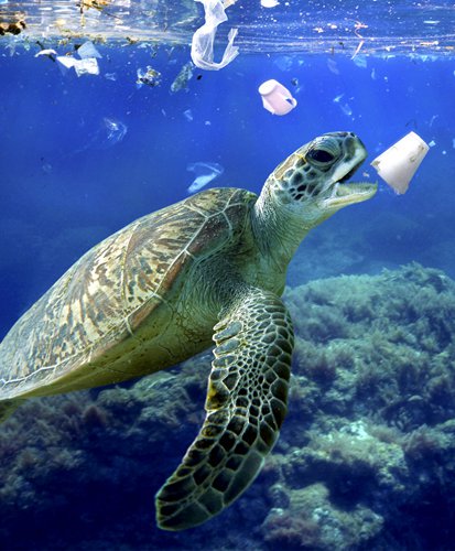 Did you know that 7 million disposable coffee cups are used and disposed of EACH DAY? 

#savetheturtles #sustainableliving #zerowaste #savetheseas #oceanplastic #oceanaction #plasticfree #plasticfreeforthesea #turtle #PlasticBan #reuse #reusereducerecycle