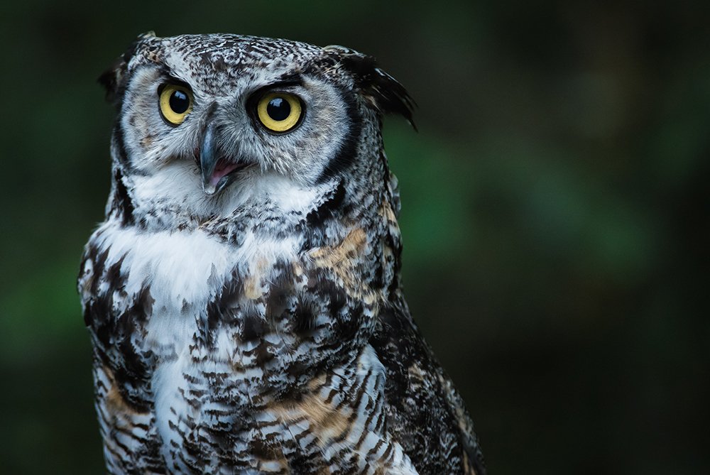 NikonIndonesia's tweet photo. #NikonTips terakhir motret #birdphotography yang sempurna: sabar menunggu. Jangan lupa menghargai burung dan lingkungan hidup mereka ya 😊 https://t.co/qGo8ejpfTy