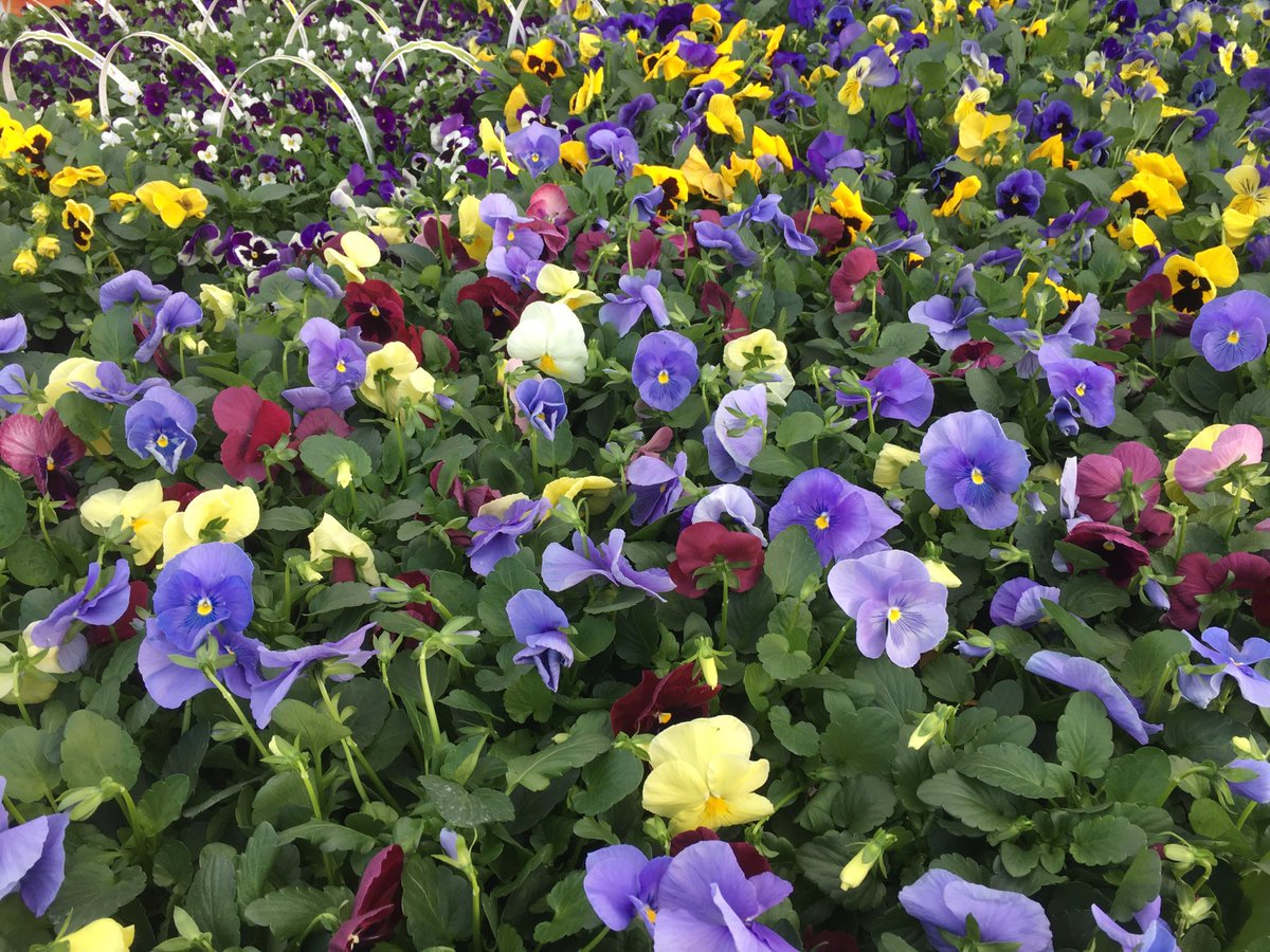 NorliaSumpter's tweet photo. Perfect #Pansies plus #SpringPerennials #SpringBulbs and #Shrubs at your East #Knoxville #HomeDepot 731! #getoutandgrow #Spring @jaybisping @NanBrannon @Stephen_E_Camp @DyerEric18 @PPSinHD @JSingletonPPS https://t.co/tZ675bY467