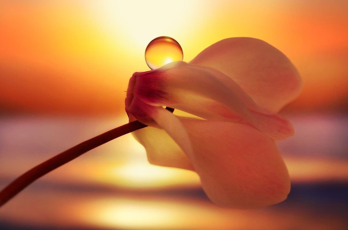 Your mind is a powerful thing.
When you filter it with positive thoughts
Your life will start to change.

The Buddha
Pic Antonio Amati