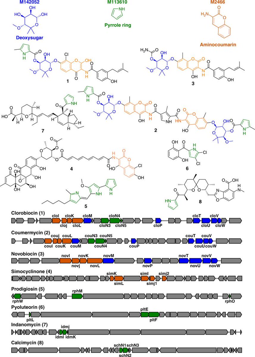 Marnix Medema (@marnixmedema) on Twitter photo Oldie but goodie! Work on this paper started way back in 2011 with <a href="/KonradZych/">Konrad Zych</a>. Nicely finished by #francescodelcarratore in the Breitling lab to finally get published. Read it if you want to know about computational subcluster identification from BGCs! nature.com/articles/s4200… Oldie but goodie! Work on this paper started way back in 2011 with <a href="/KonradZych/">Konrad Zych</a>. Nicely finished by #francescodelcarratore in the Breitling lab to finally get published. Read it if you want to know about computational subcluster identification from BGCs! nature.com/articles/s4200…