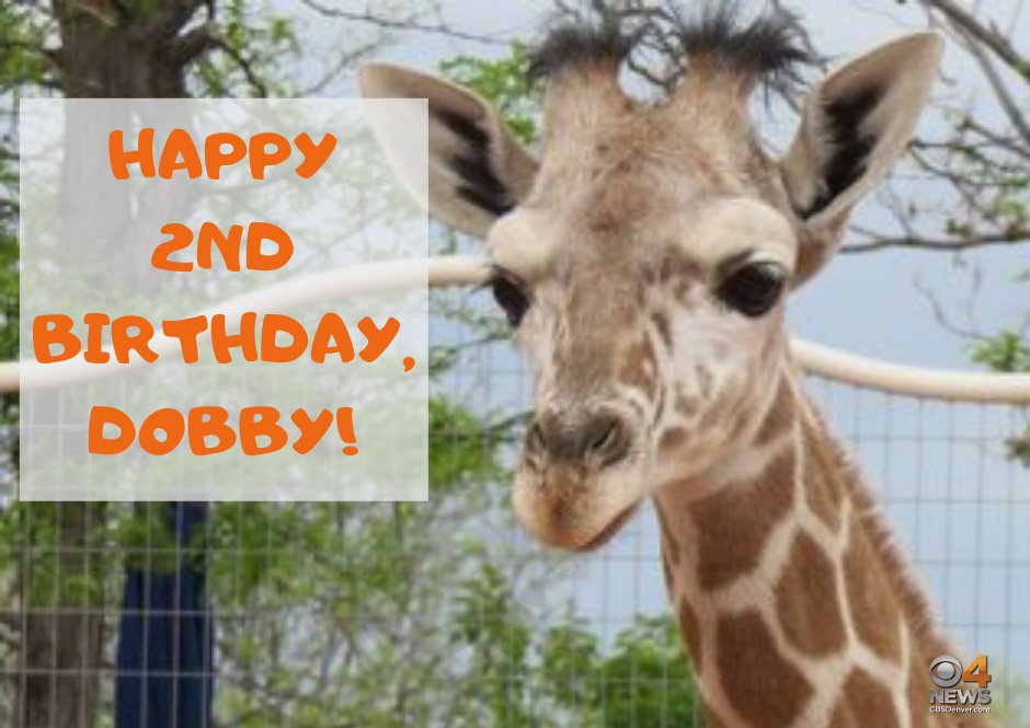 CBSNewsColorado's tweet image. HAPPY 2ND BIRTHDAY, DOBBY!
The @DenverZoo is hosting a special birthday surprise at 2:30 p.m. today! Can you guess how big he is now?
#hbddobby
#denverzoo