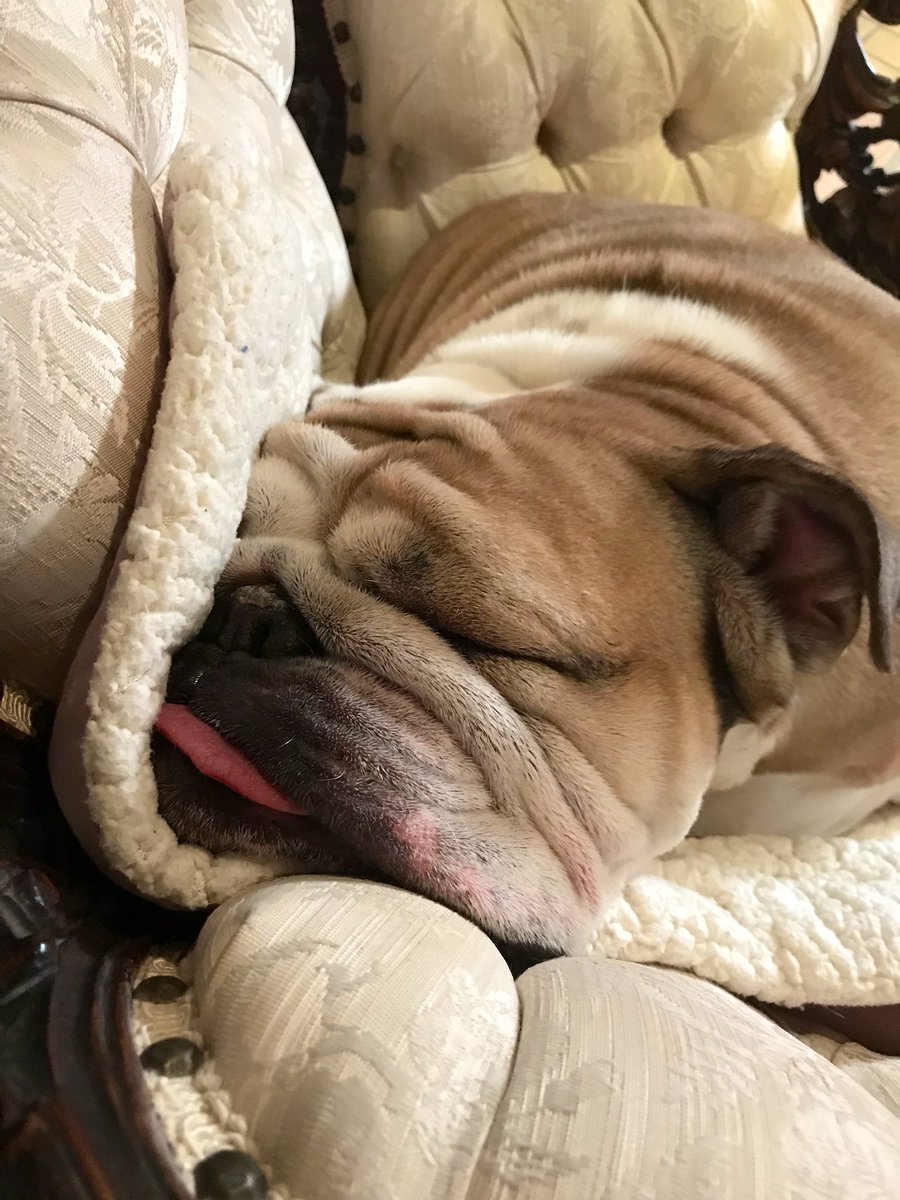 Cleopatra English Bulldog On Twitter Oh Honey What Is - 
