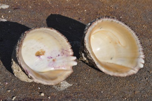 #Tsunami27F: Estudio de la #UTalca revela aumento de metales tóxicos, en los moluscos🌊🐚. Conoce más sobre el tema aquí ➡️ bit.ly/2UcHF3M