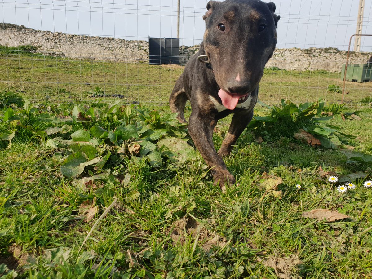 Soy Sudoku, y sigo por aquí después de tanto tiempo. ¿Por qué? Soy muy bueno, cariñoso y quiero una familia a la que poder demostrárselo. ¿Me llevas?
Contacto: adoptasospitbull@gmail.com
#adopta #acoge