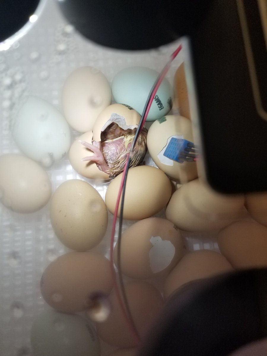 Seussteacher1's tweet photo. We're a mommy! @CBosse_HES @MissShaunda @CitrusSchools https://t.co/FV2xpcR5WU