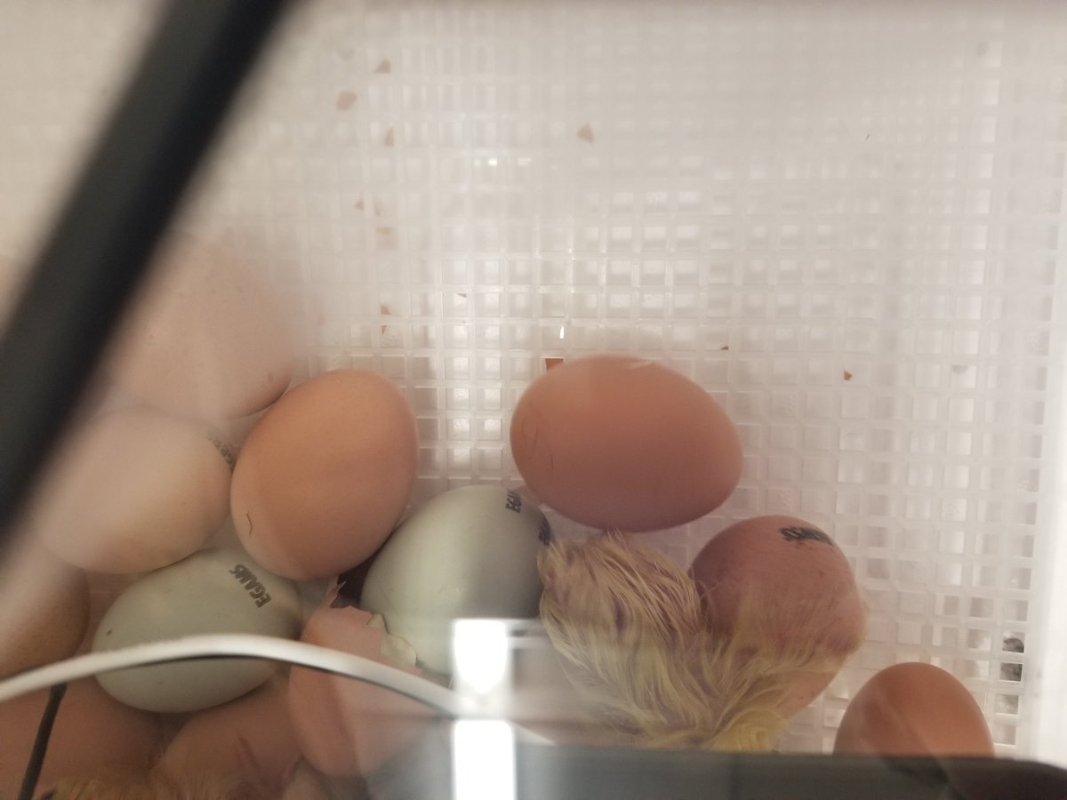 Seussteacher1's tweet photo. We're a mommy! @CBosse_HES @MissShaunda @CitrusSchools https://t.co/FV2xpcR5WU