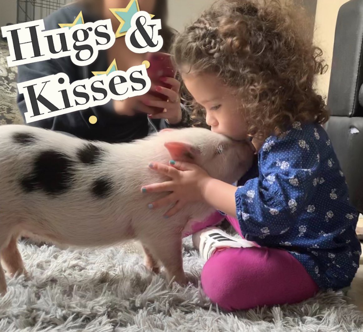 Oinkspiggery's tweet photo. Buttercup LOVED her visitors today 😍 She is so sweet and affectionate, Buttercup is available! If you’re interested in giving her a loving forever home text me at (818)731-5667 or email me @ elissa@oinkssocalpiggery.com #minipig #micropog #oinkssocalpiggery #CutenessOverload https://t.co/XflwjStHLK