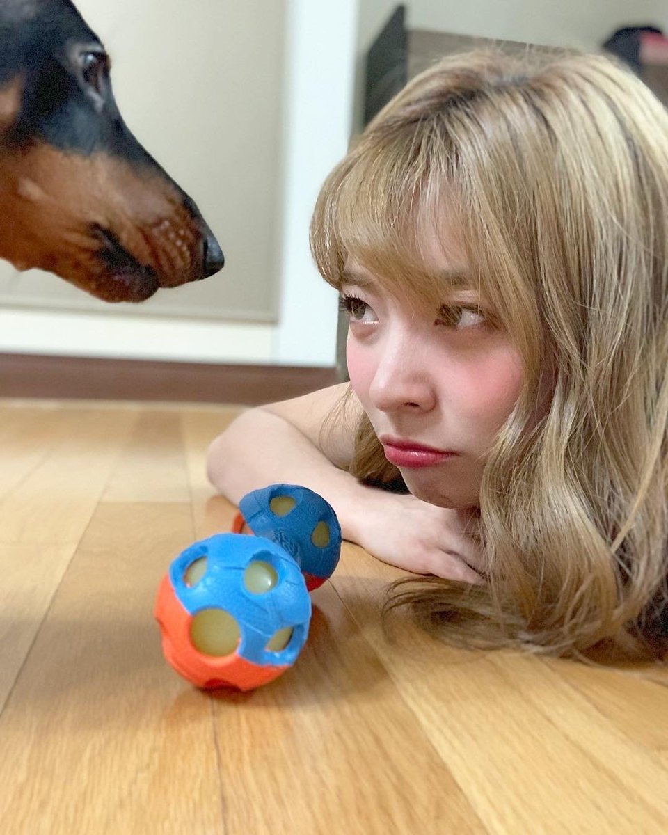 ithsBree's tweet photo. ㅤ@ itsbree : 👑♡ — #howthblr.

ㅤㅤAti no quiere jugar conmigo, ¿le dicen que está siendo un mal bebé? Creo que está celoso por todas las donaciones que llegan a casa y no son para él, ¿ya donaron ustedes? ¡No lo olviden! #HowthPuppies https://t.co/g60QyxFw40